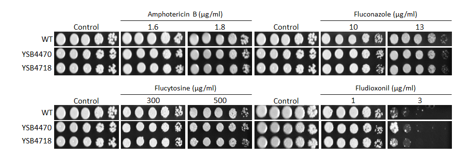 Antifungal drug susceptibility