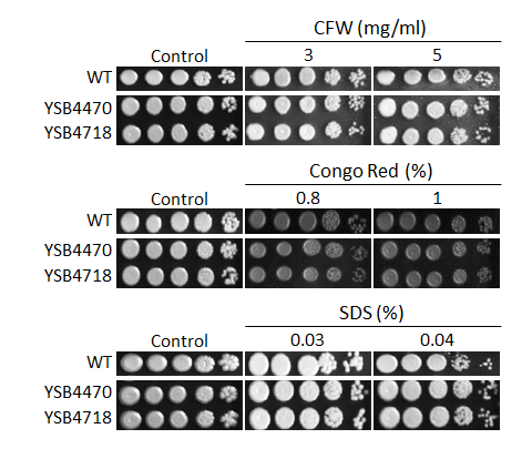 Cell wall stress phenotype
