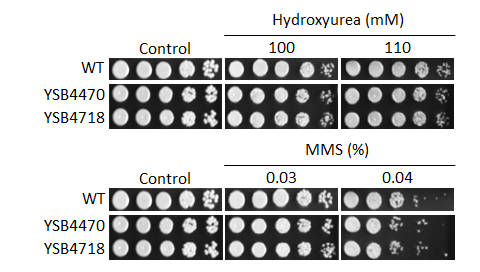 Genotoxic stress phenotype