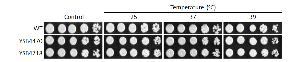 Growth phenotype