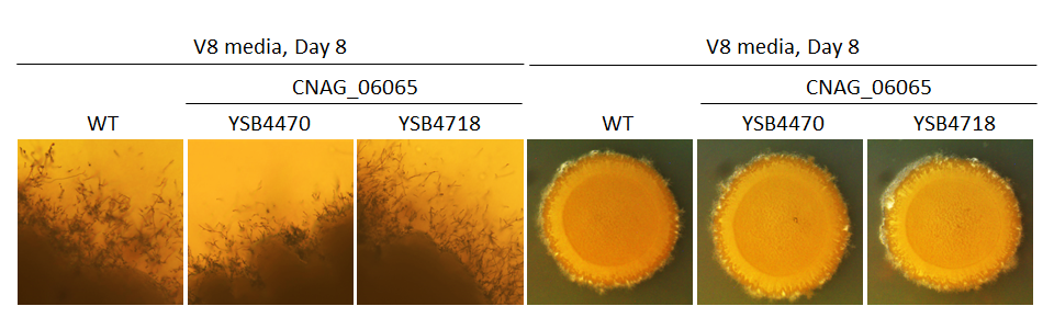 Mating phenotype