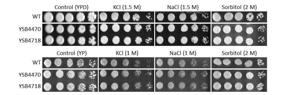 Osmotic stress phenotype