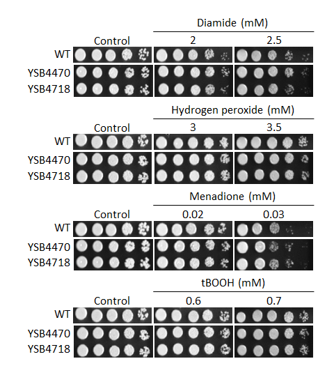Oxidative stress phenotype
