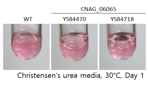 Urease phenotype
