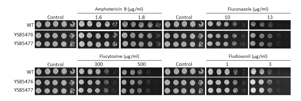 Antifungal drug susceptibility