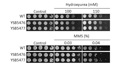 Genotoxic stress phenotype