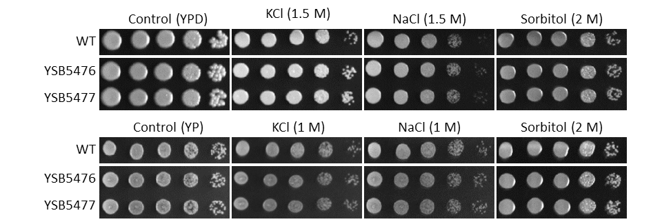 Osmotic stress phenotype