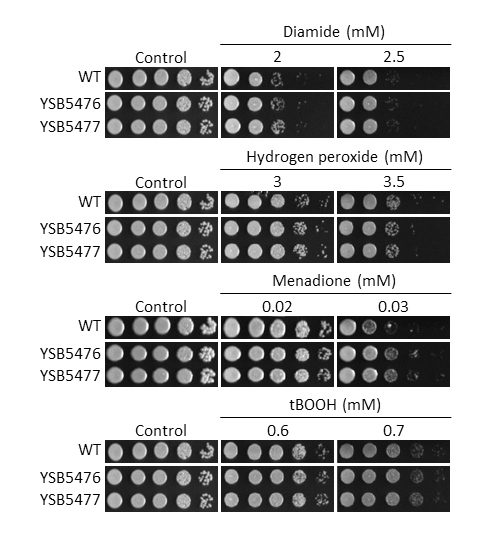 Oxidative stress phenotype
