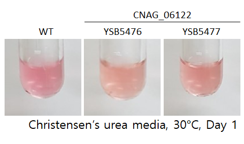 Urease phenotype