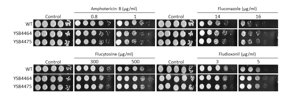 Antifungal drug susceptibility