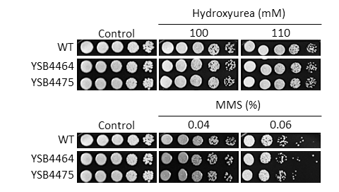 Genotoxic stress phenotype