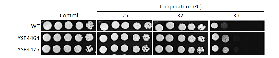 Growth phenotype