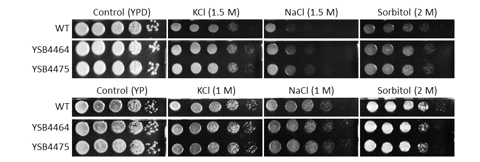 Osmotic stress phenotype