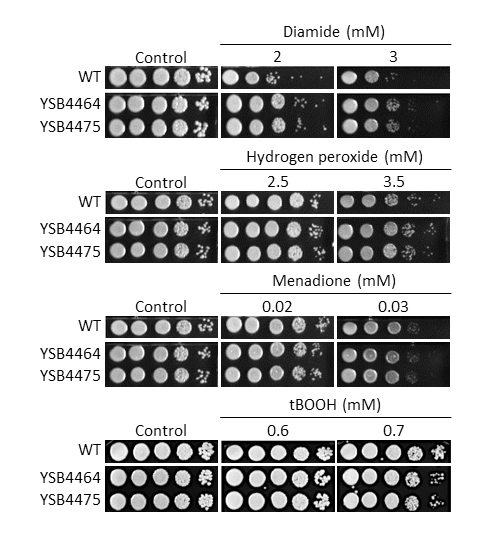 Oxidative stress phenotype