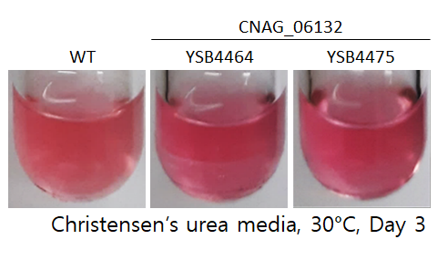 Urease phenotype