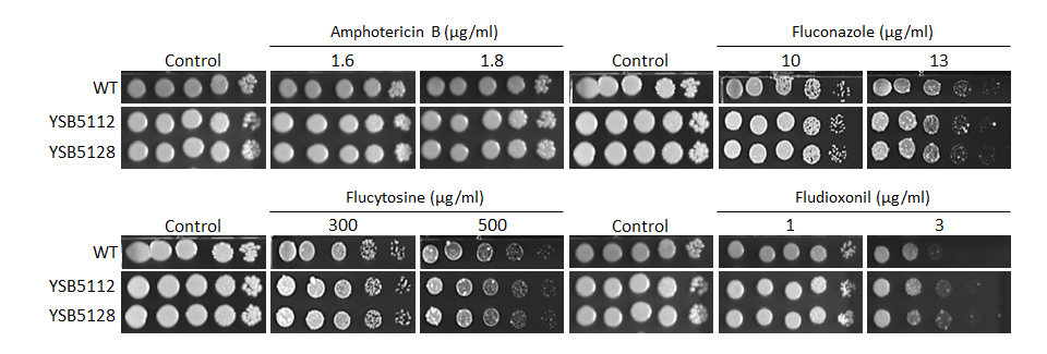Antifungal drug susceptibility