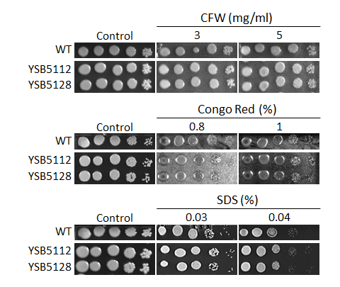 Cell wall stress phenotype