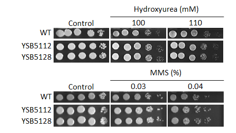 Genotoxic stress phenotype