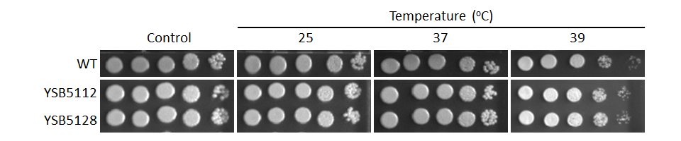 Growth phenotype