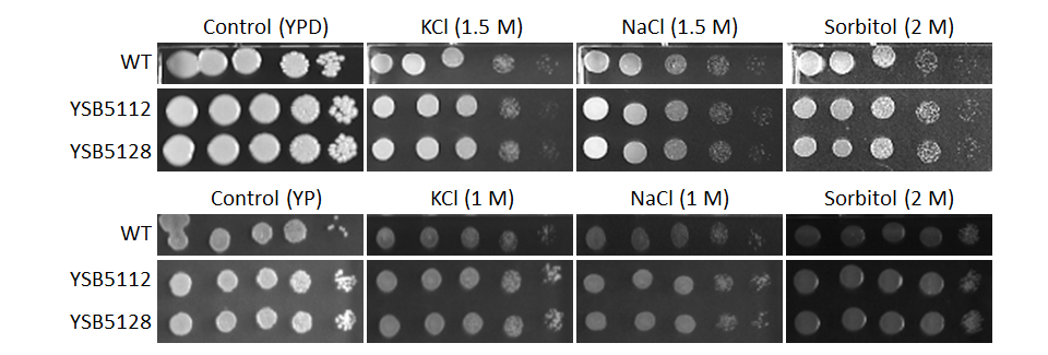 Osmotic stress phenotype