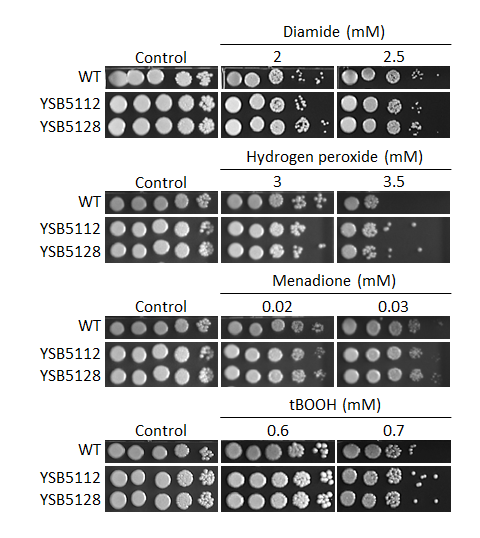 Oxidative stress phenotype