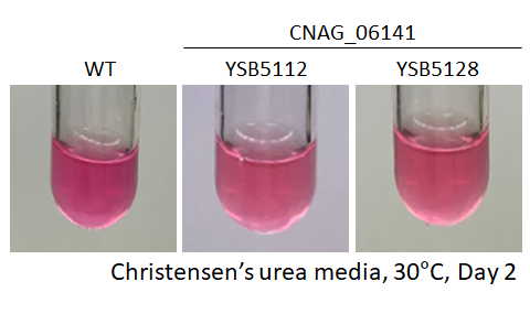 Urease phenotype