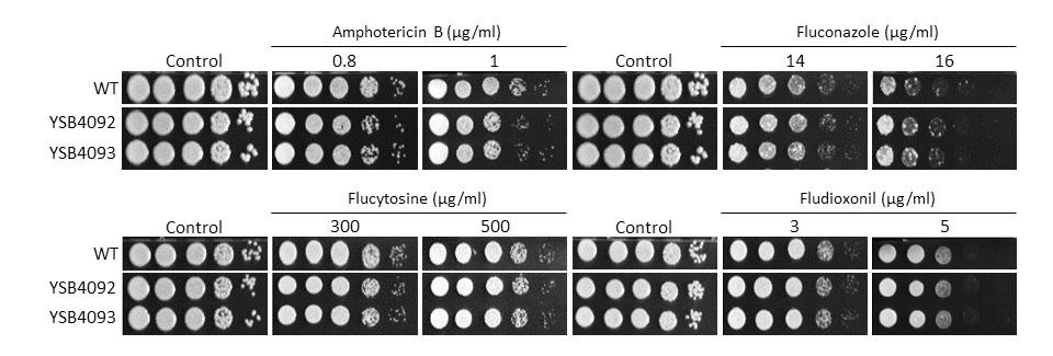 Antifungal drug susceptibility