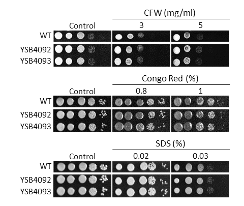 Cell wall stress phenotype