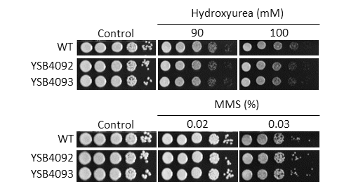 Genotoxic stress phenotype