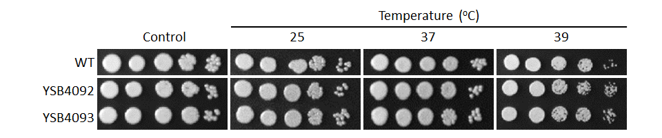 Growth phenotype