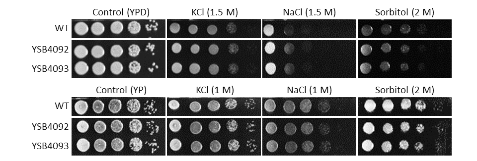 Osmotic stress phenotype