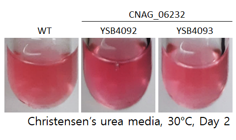 Urease phenotype