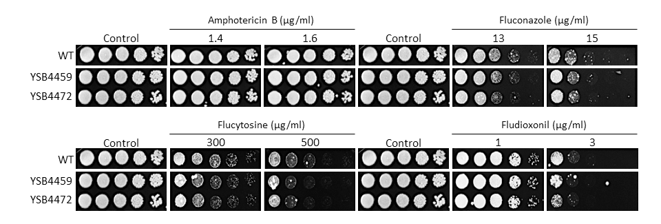 Antifungal drug susceptibility