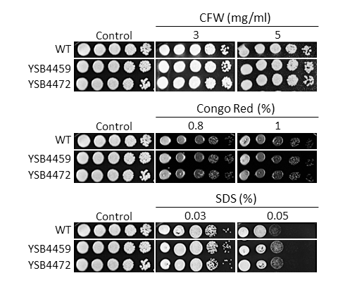Cell wall stress phenotype