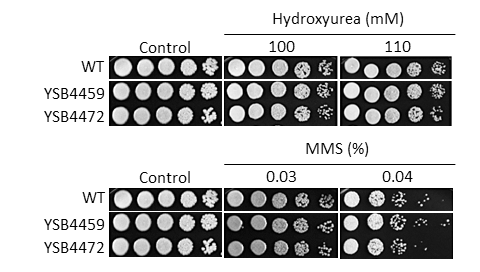 Genotoxic stress phenotype