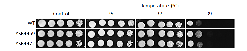 Growth phenotype