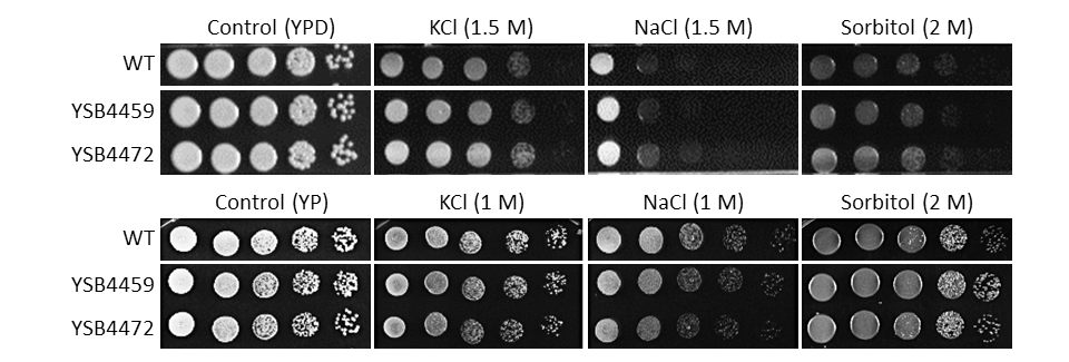 Osmotic stress phenotype