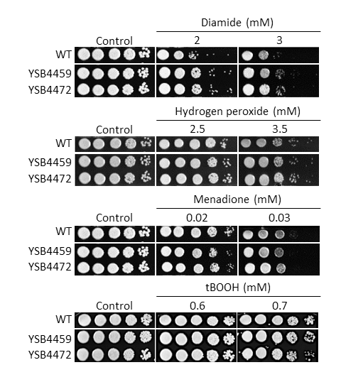 Oxidative stress phenotype