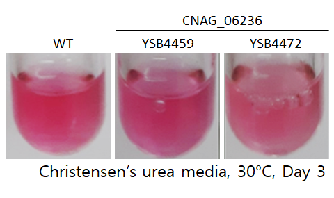 Urease phenotype