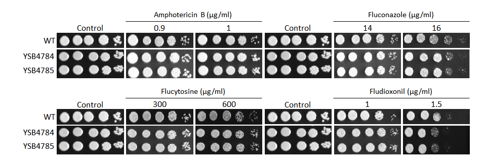 Antifungal drug susceptibility