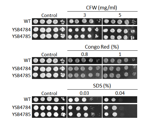 Cell wall stress phenotype