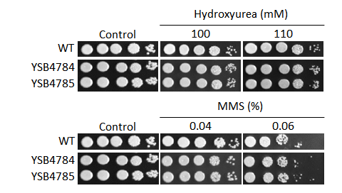 Genotoxic stress phenotype