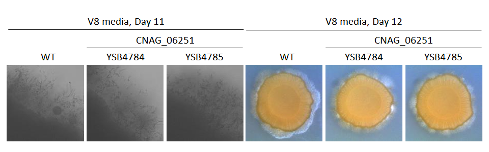 Mating phenotype