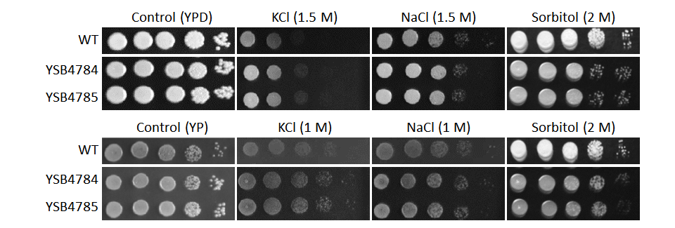 Osmotic stress phenotype