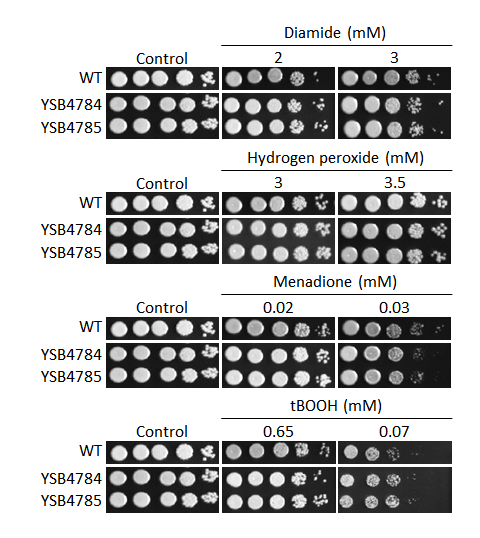 Oxidative stress phenotype
