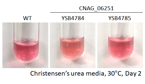 Urease phenotype