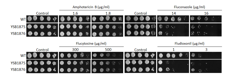 Antifungal drug susceptibility