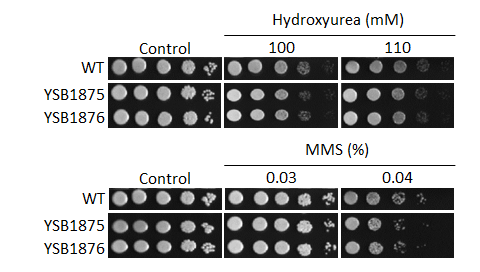 Genotoxic stress phenotype