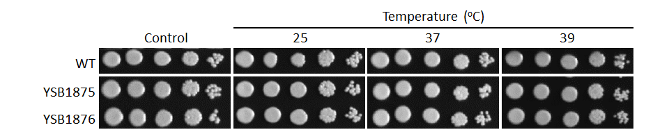 Growth phenotype
