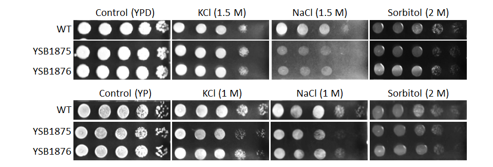 Osmotic stress phenotype